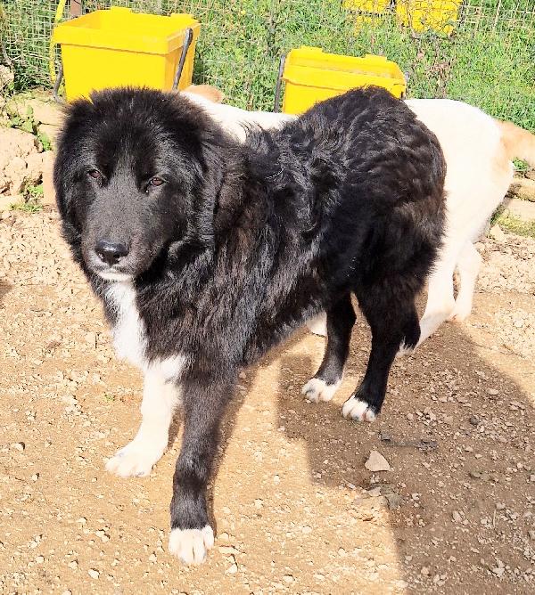 CHIAMA PER QUEGLI OCCHIONI TRISTI.MAX,ADOTTABILE IN TUTTA ITALIA! Foto 2